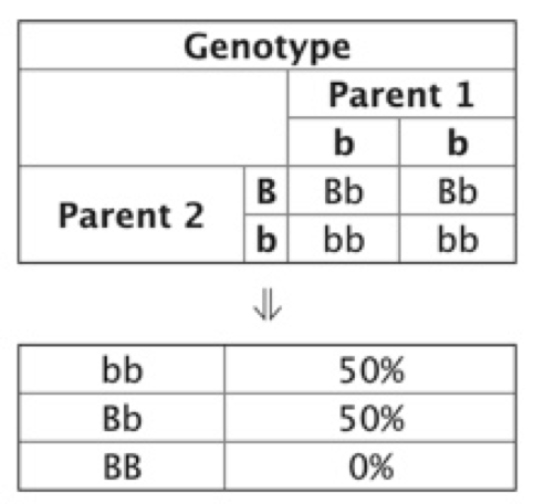 Punnett square illustrating inheritance of eye color