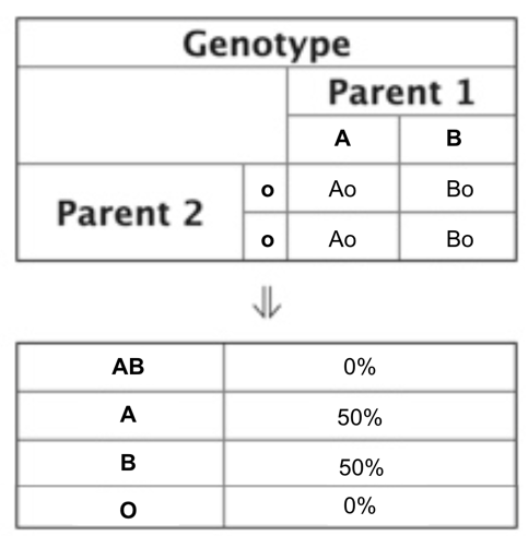 Punnett Squares Classroom Partners