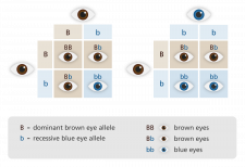 Dominant and Recessive Genes – Classroom Partners