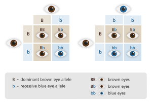 The inheritance of blue eyes is depicted through two punnett squares. If both parents have brown eyes, there is a 25% chance the child will have blue eyes. If on parent has blue eyes and the other carries the recessive gene, then there is 50% chance the child will have blue eyes.