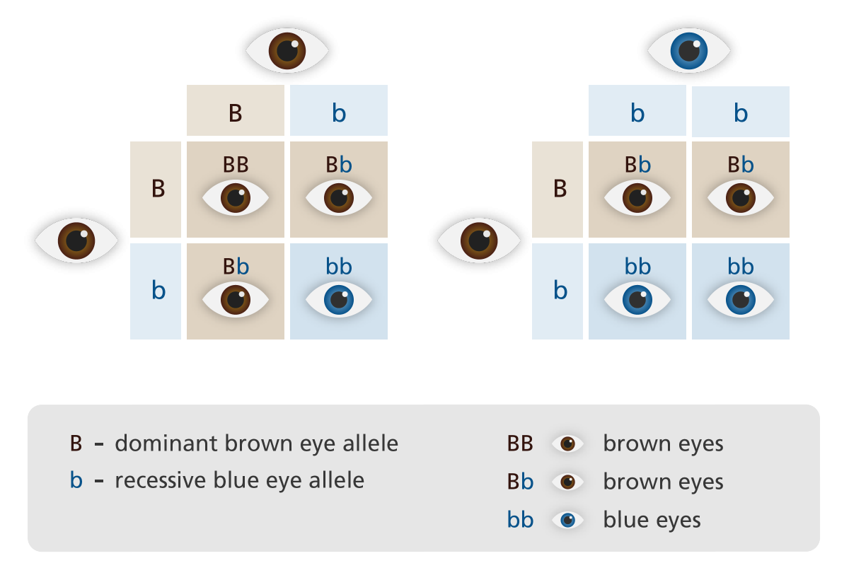 Dominant And Recessive Genes Classroom Partners