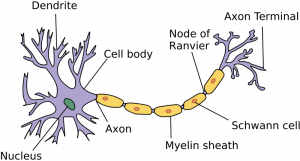 A diagram shows the general shape of a neuron. There are lost of branch-like dendrites near the cell body. Then there is a single pipeline called the axon which leads the the axon terminal. The myelin sheath is wrapped around the axon.