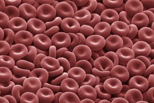 A picture of many small round shaped red object depicting blood cells