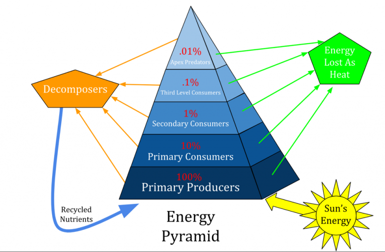 Energy pyramids – Classroom Partners