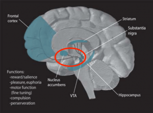 A brain is depicted with the reward pathway circled. It is in the lower middle part of the brain.