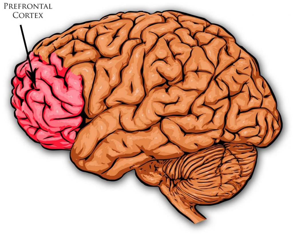 A side view of the brain with the front 15% colored pink