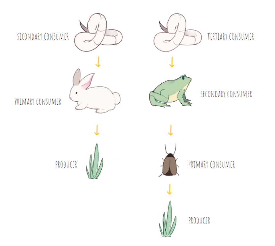 Two columns of images. At the top of each is a snake. On the left, it is a secondary consumer, because it eats a rabbit (primary consumer) that eats grass (producer). On the right, the snake is a tertiary consumer because it eats a frog (secondary consumer) that eats an insect (primary consumer) that eats the grass (producer).