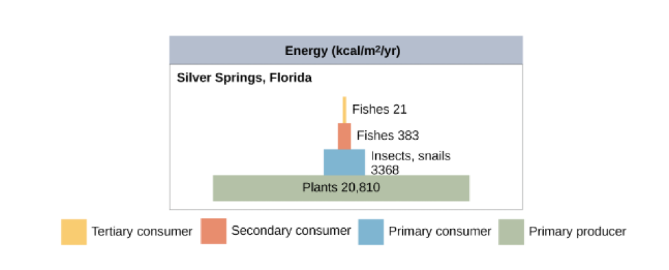 Four rectangles sitting on top of each other. The bottom is very wide, labeled plants. The next is about 1/6 as big, labeled insects, above that are two small pyramids, both labeled Fishes. This is the energy pyramid for River Springs, Florida.