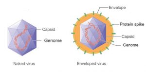 Two demonstrations of a virus drawing (with and without envelope around)