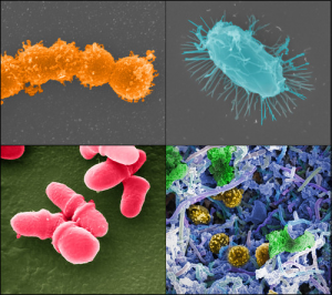 Figure 1: This is an image of the different microbes that were found by the National Institute of Health(NIH) in the Human Microbiome Project (HMP)