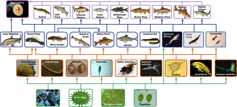 DRAFT ONLY โ Classroom Partners Biology Diagrams