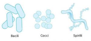 Images of three different bacteria types. Type1: bacili (looks like cylinder pills). Type 2: Cocci (looks like circles). Type 3: Spirilli (looks like a spiral shape)