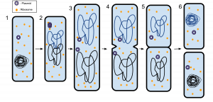 Six steps of Binary fission