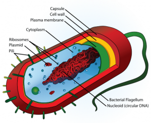 The features of a bacterial cell including outer cell wall, the circular DNA of the nucleoid, and the lack of membrane-bound organelles