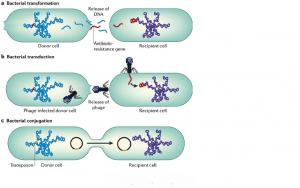 demonstration of the three ways bacteria can acquire DNA horizontally