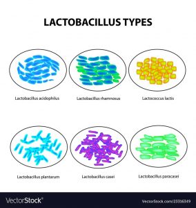 Six Types of lactobacilli