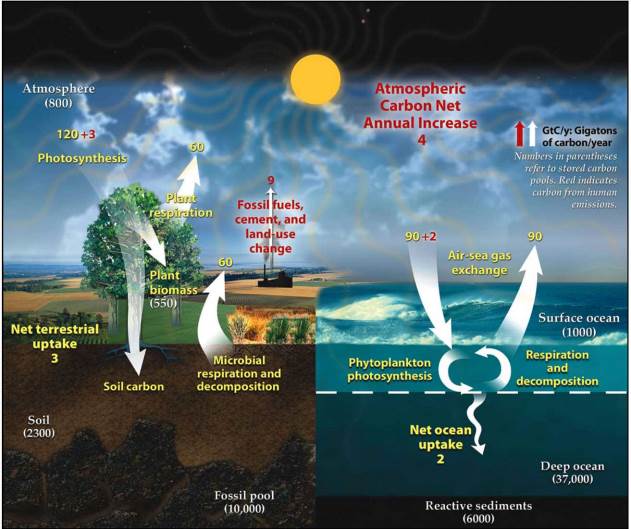 Climate Change: The Carbon Cycle – Environmental Biology