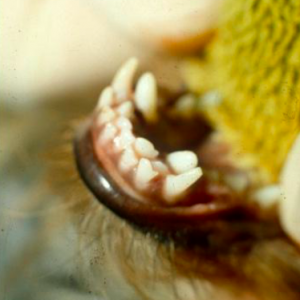 Retained Deciduous Teeth in a Dog