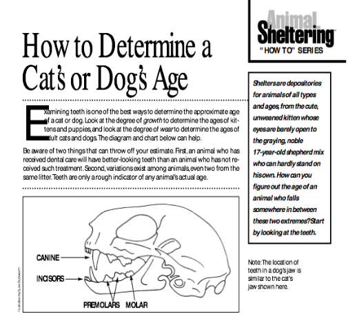 Cat teeth 2024 age chart