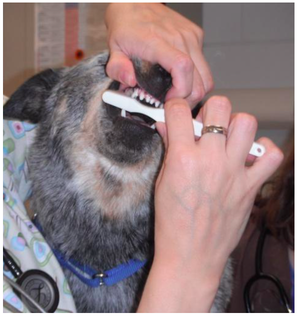 Dentistry Veterinary Preventive Medicine