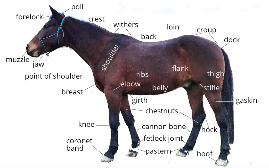 Image of a horse showing the name of each body area.