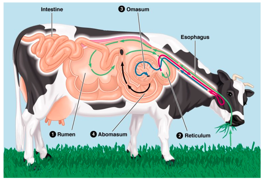 Image of a ruminant animal, showing their four-chambered stomach and the path of digestion through it. From mouth to esophagus, to rumen, to reticulum, then back to mouth. Then through esophagus and reticulum again, to the omasum, then abomasum, exiting through the intestines.