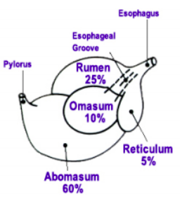 Rumen Capacity as % of Total