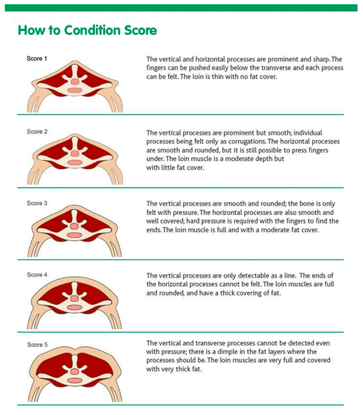 Image with steps on how to condition score.