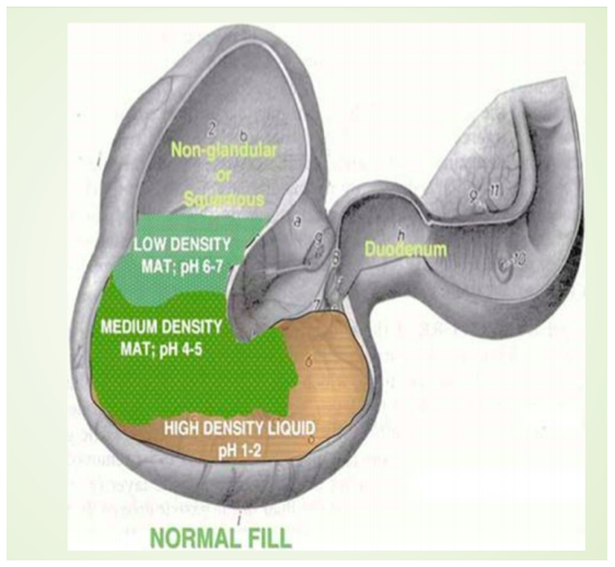 Image of a horse's digestive tract showing how it fills with layers of varying densities and pH levels