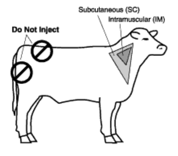 This image shows that it is best to inject vaccines in the neck of cattle, subcutaneously or intramuscularly, and not in their rear.