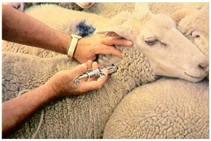 image of vaccination being delivered in neck of sheep