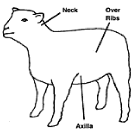 This image shows that the neck, the area on the side above the ribs, and the axilla below the ribs, are the ideal locations on sheep for injections.