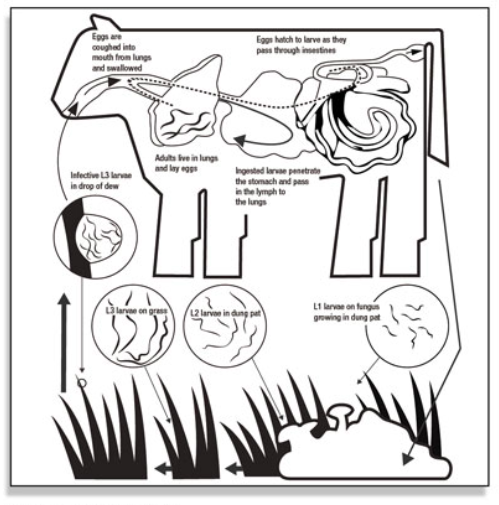 This diagram shows the lifecycle and path of a roundworm as it enters and moves through a cow.