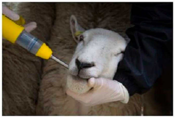 Image of a sheep being administered treatment by mouth for internal parasites.