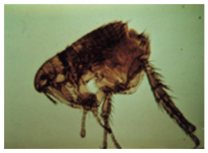 Enlarged image of flea.