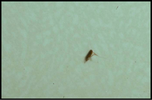 Image of flea near actual size.