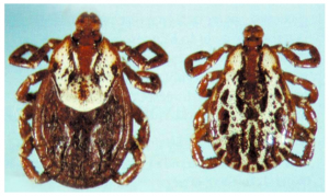 Enlarged image of the common dog tick.
