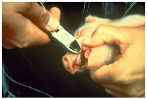 Image of the clipping of needle teeth in a newborn pig.