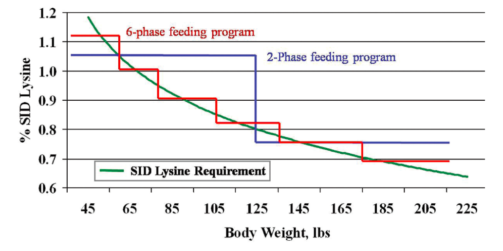 Graph showing the SID lysine requirement and the 2-phase and 6-phase feeding programs recommended according to body weight.
