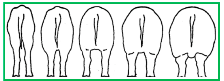 Image of body condition scoring of swine visually.