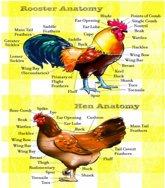 Image showing rooster and hen external anatomy