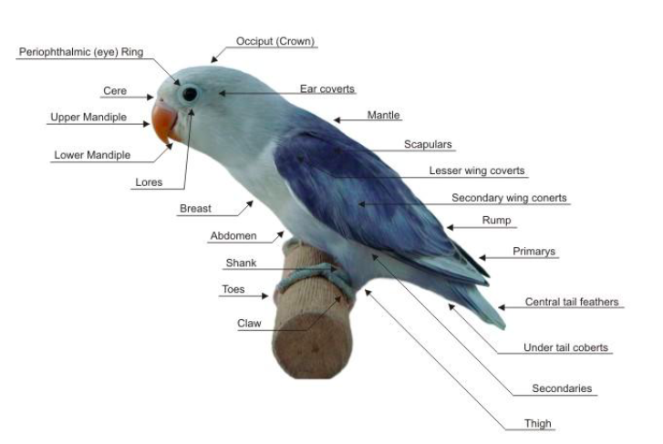 Image showing external anatomy of a parrot-like bird.
