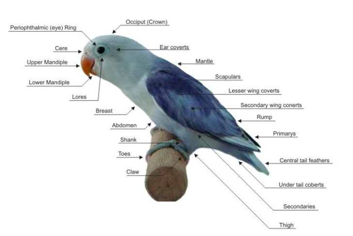 EXTERNAL ANATOMY OF CHICKENS – Small and backyard poultry