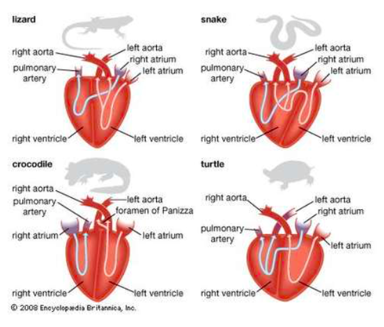 Image showing the reptilian hearts and heart anatomy of the lizard, snake, crocodile, and turtle.