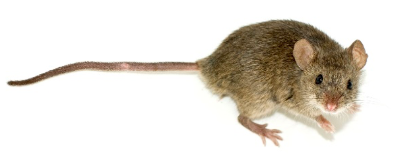 image of a brown mouse.