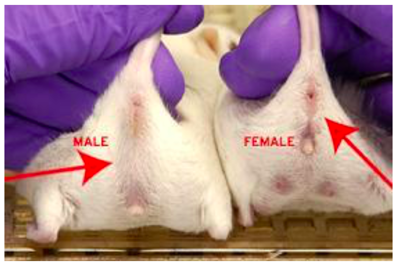Image of the appearance of male and female mouse gender differences.