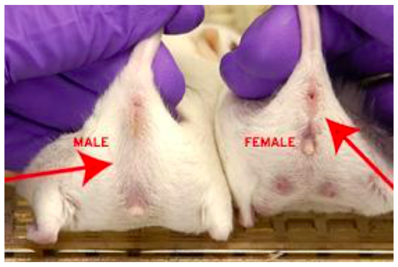 How to differentiate male 2024 and female guinea pig