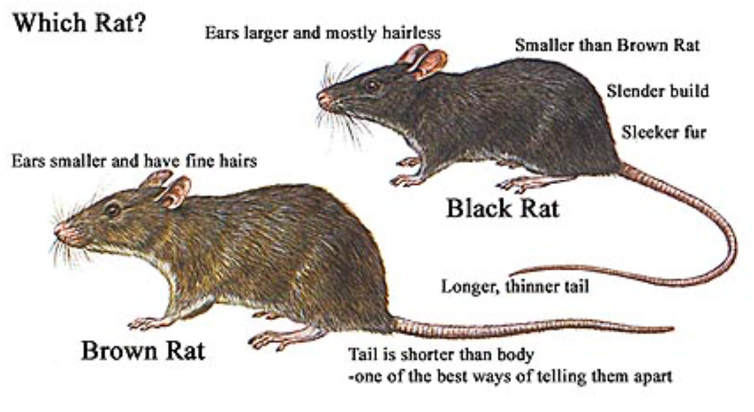 Image of a brown rat and black rat, showing differences in physical characteristics.
