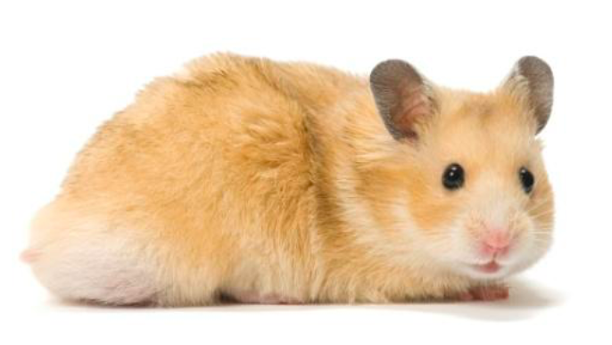 Image of a syrian hamster.