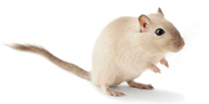 Image of a white gerbil.